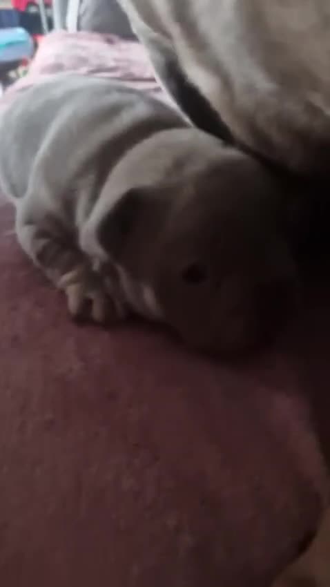 French Bulldog dogs for sale: Isabella Frenchie  - Video 1