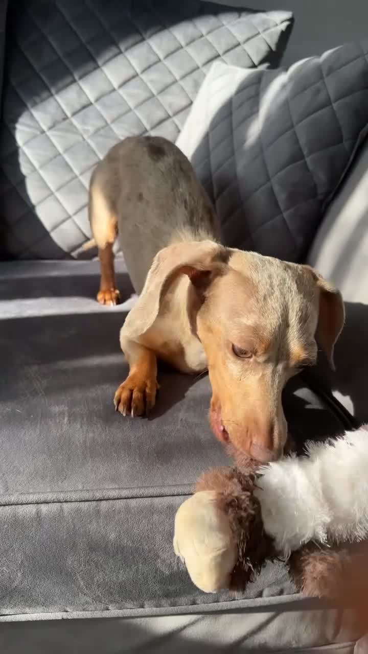 Miniature Dachshund dogs for sale: Girl miniature dachshund - Video 1
