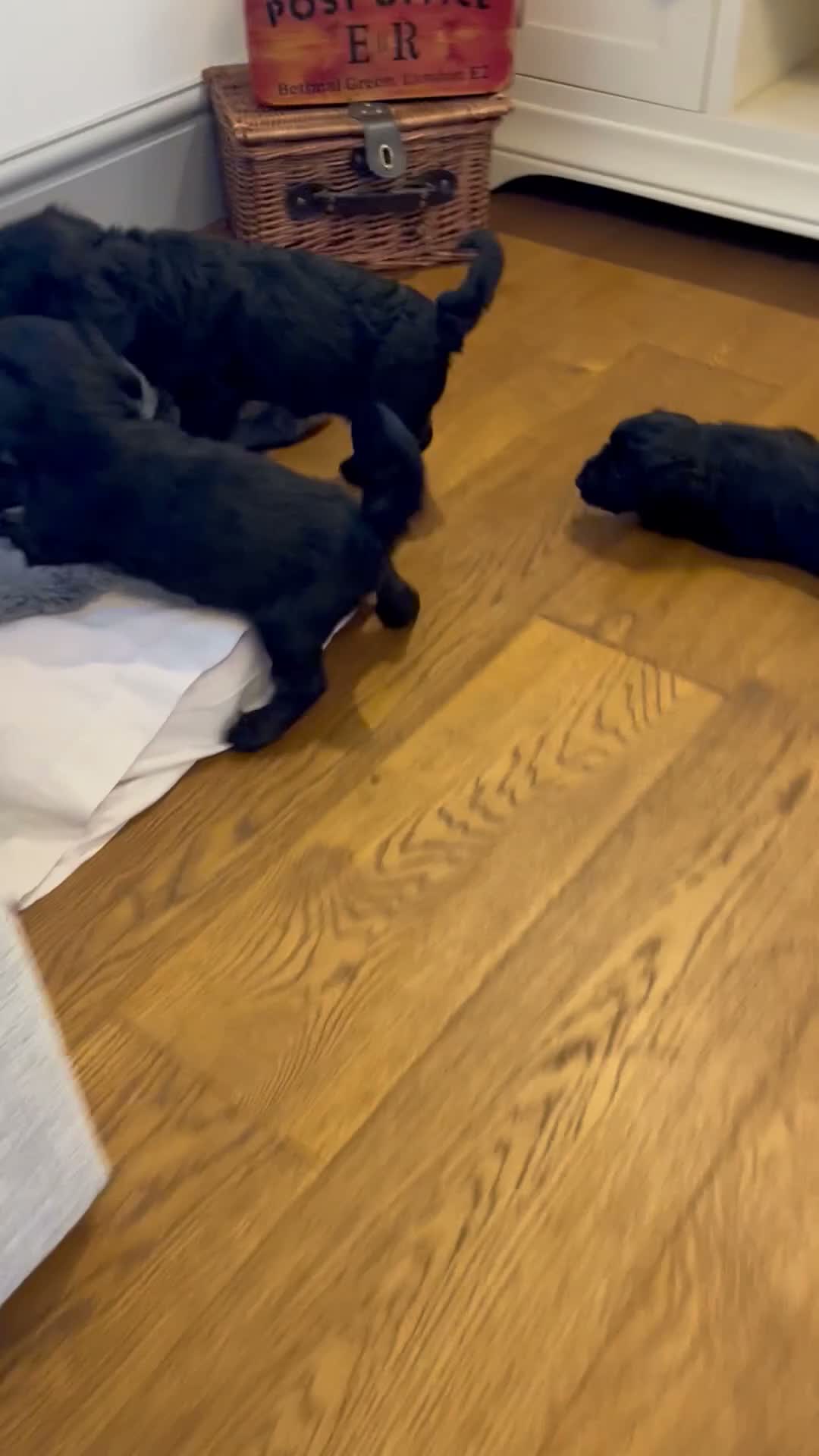 Cockapoo dogs for sale: READY TO GO! Beautiful F1 Cockapoo puppies.   - Video 4