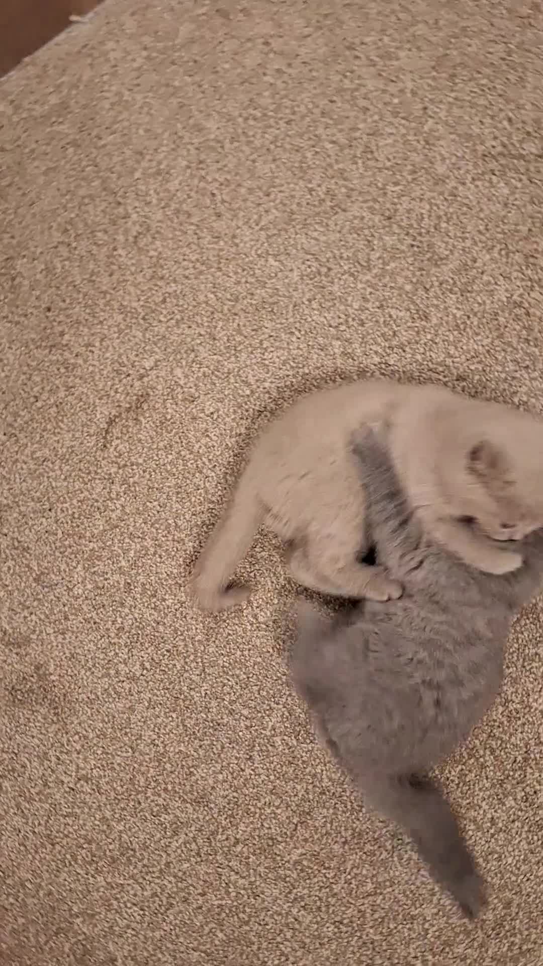 Scottish Fold cats for sale: Kittens for sale - Video 2