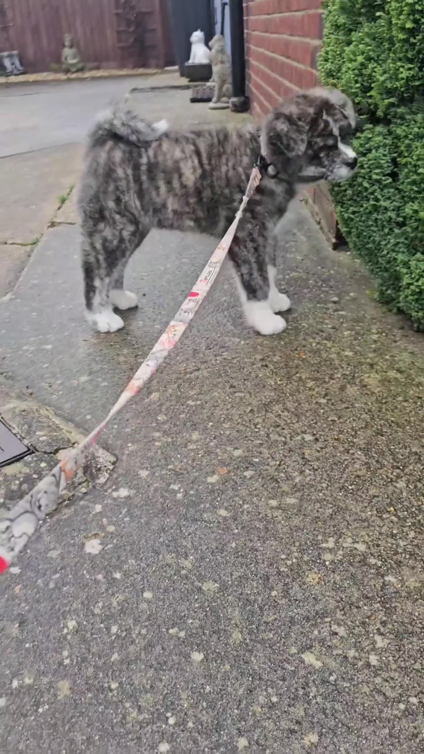 Japanese Akita Inu dogs for sale: Jepanese Akita Inu KC registered - Video 1