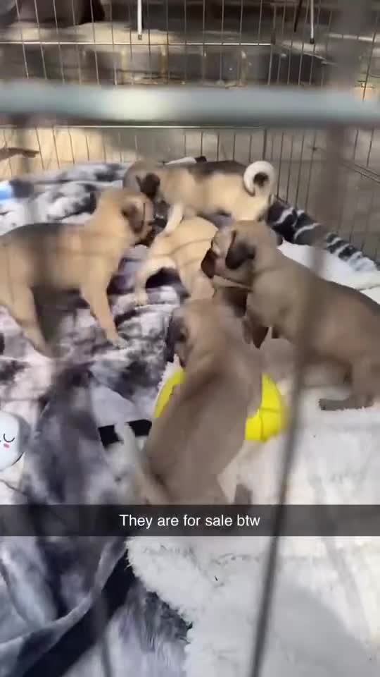 Mixed Breed dogs for sale: Chujjug  - Video 1