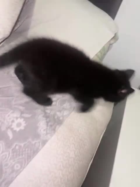 Mixed Breed cats for sale: Adorable kittens looking for loving forever homes - Video 5