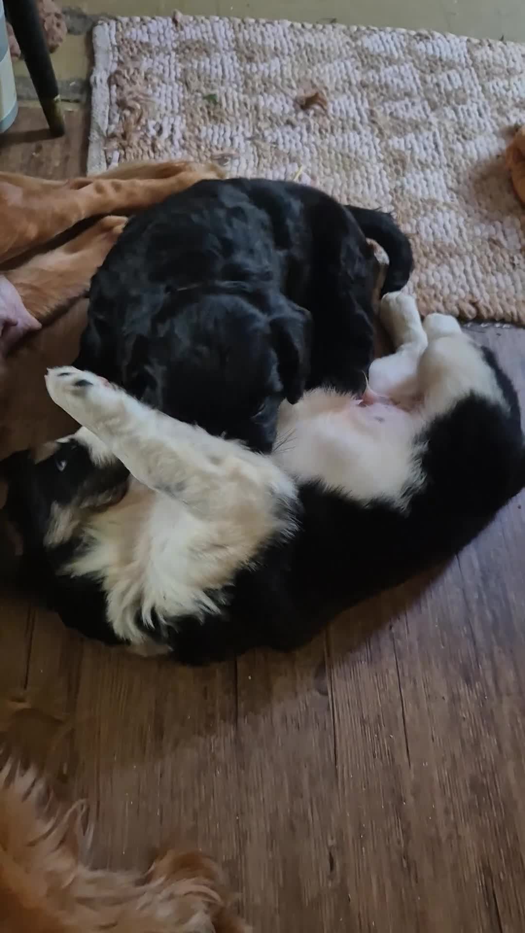 Mixed Breed dogs for sale: X2 Very cute Working cocker x Border Collie pups  in Deal - Video 1