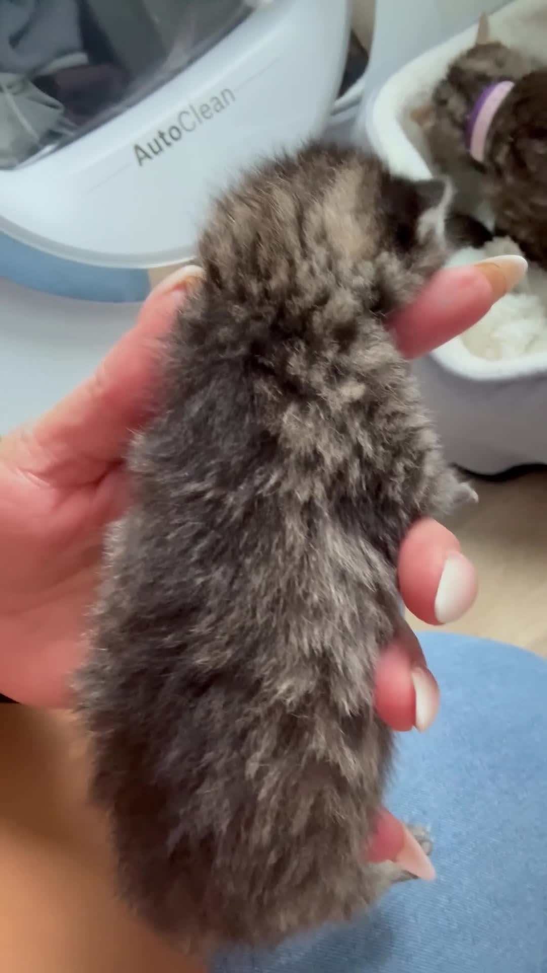 British Longhair cats for sale: Half ragdoll half British long haired kittens  - Video 2
