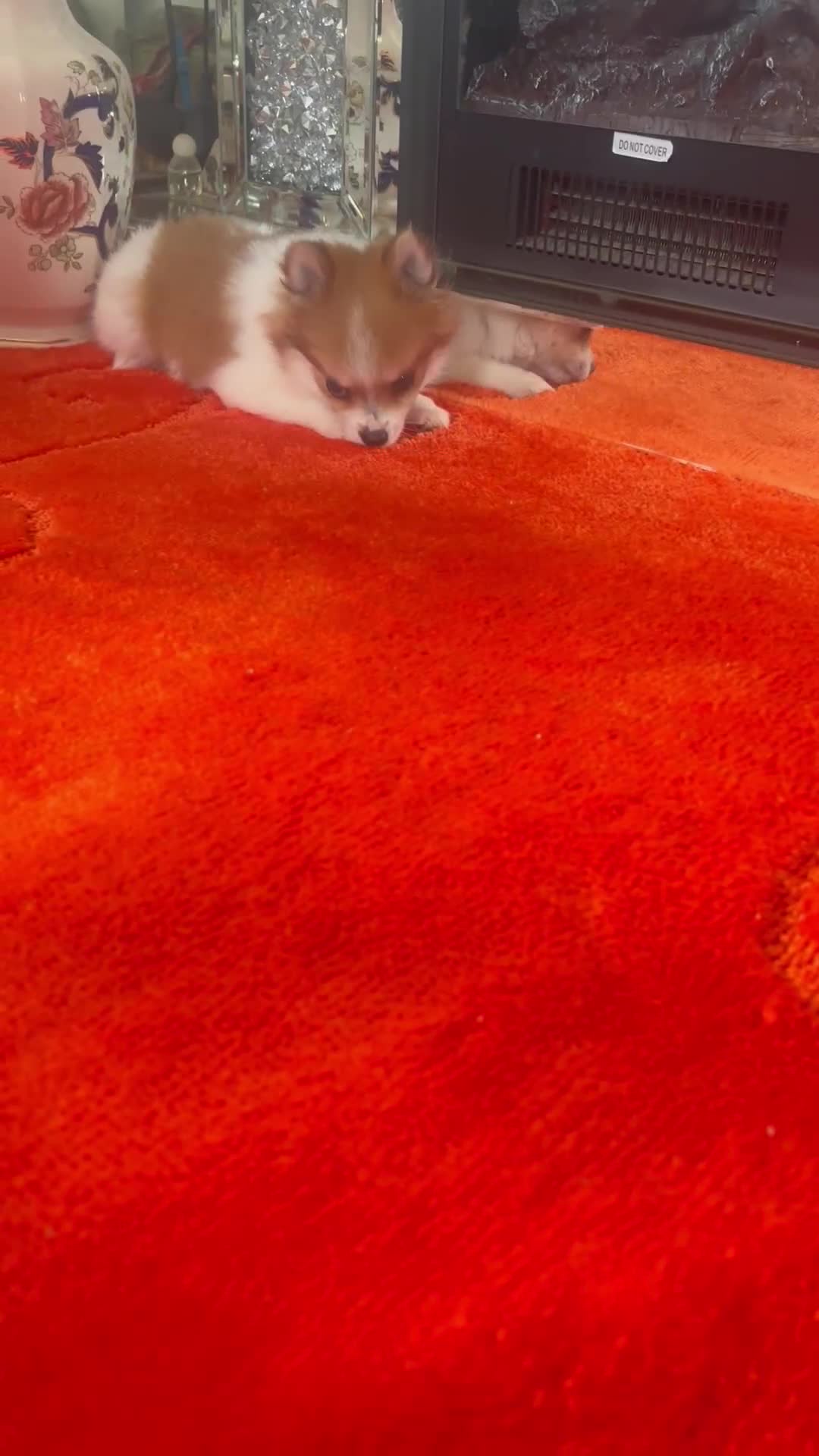 Pomchi dogs for sale: 1 Female Chihuahua/ Pomeranian - Video 1