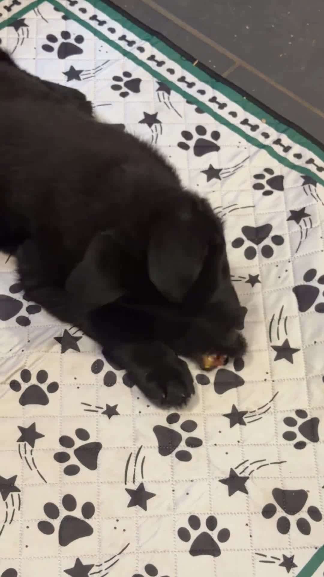 German Shepherd dogs for sale: Black German shepherd girl  - Video 1