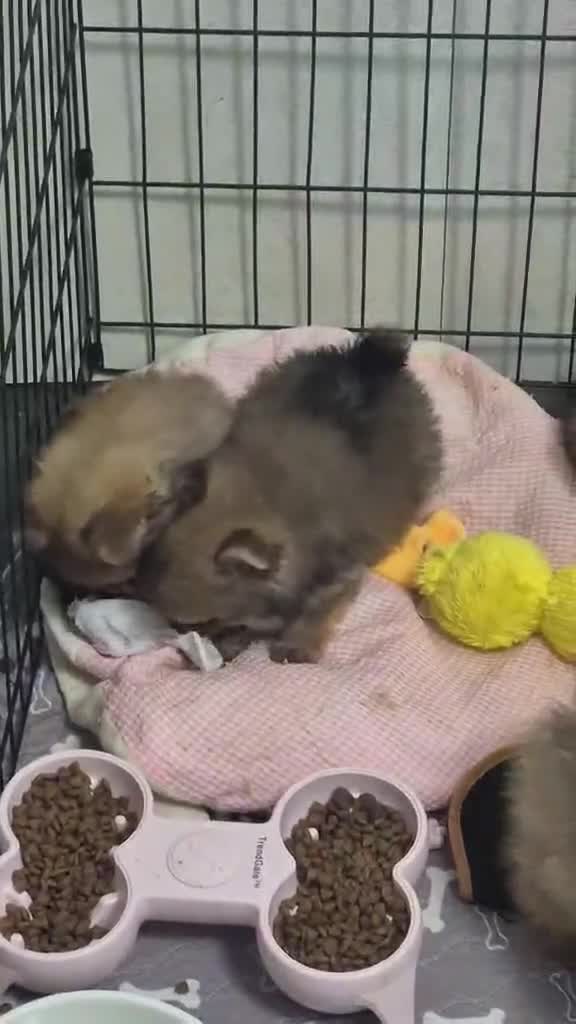 Pomeranian dogs for sale: Teddy bear face Pomeranian male puppies  - Video 1