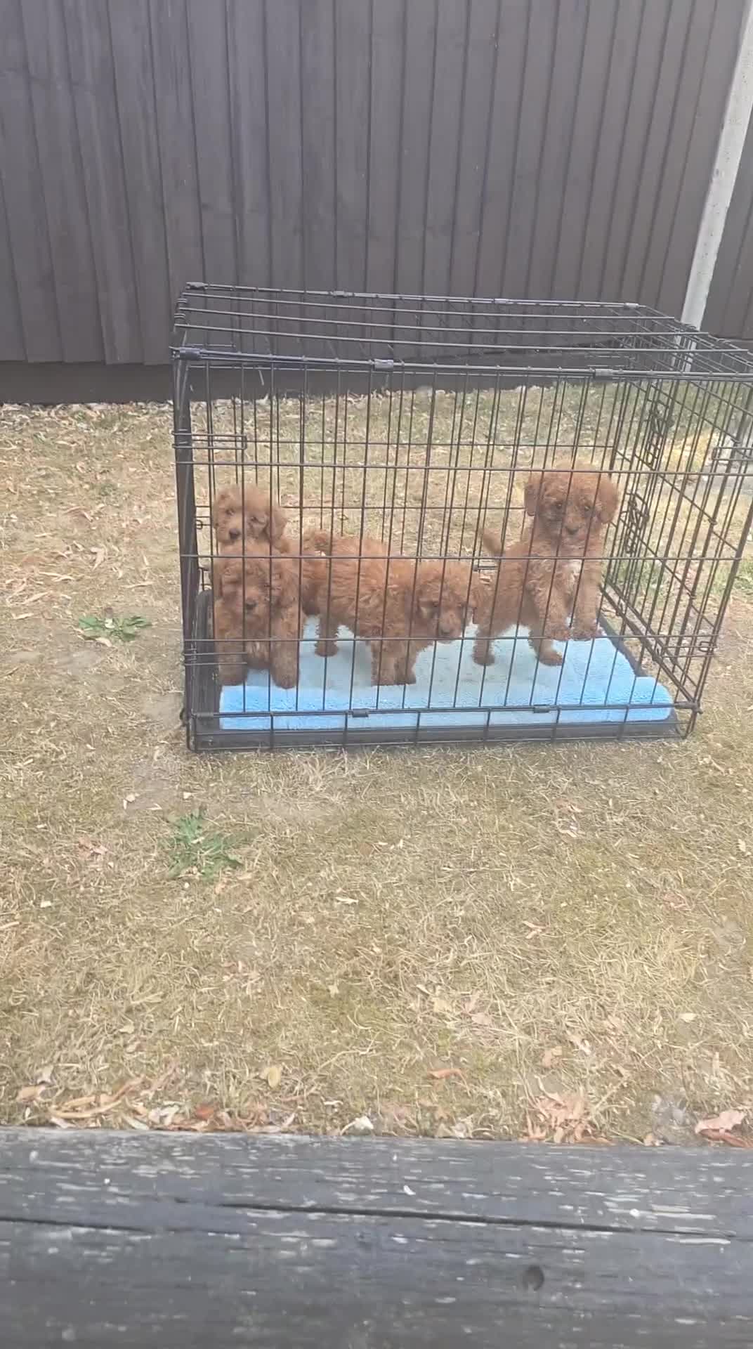 Cockapoo dogs for sale: Cockapoo puppys F2b in Stafford - Video 1