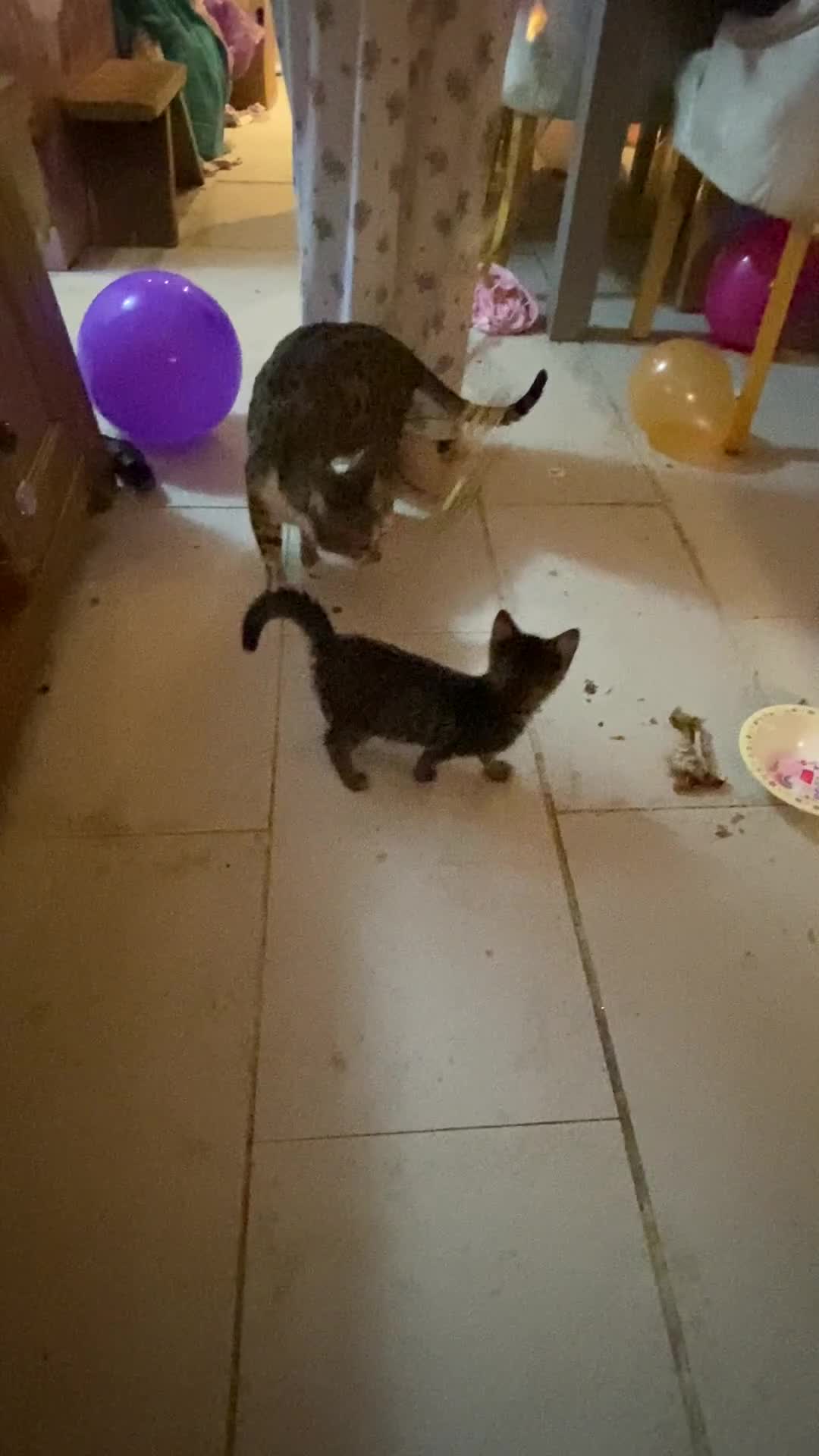 Mixed Breed cats for sale: kittens Bengal x microchipped flea/worm.insured.  - Video 1