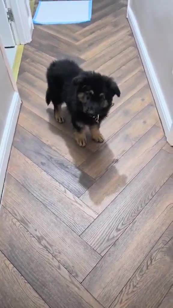 German Shepherd dogs for stud: Axel, German Shepherd🐾 - Video 1