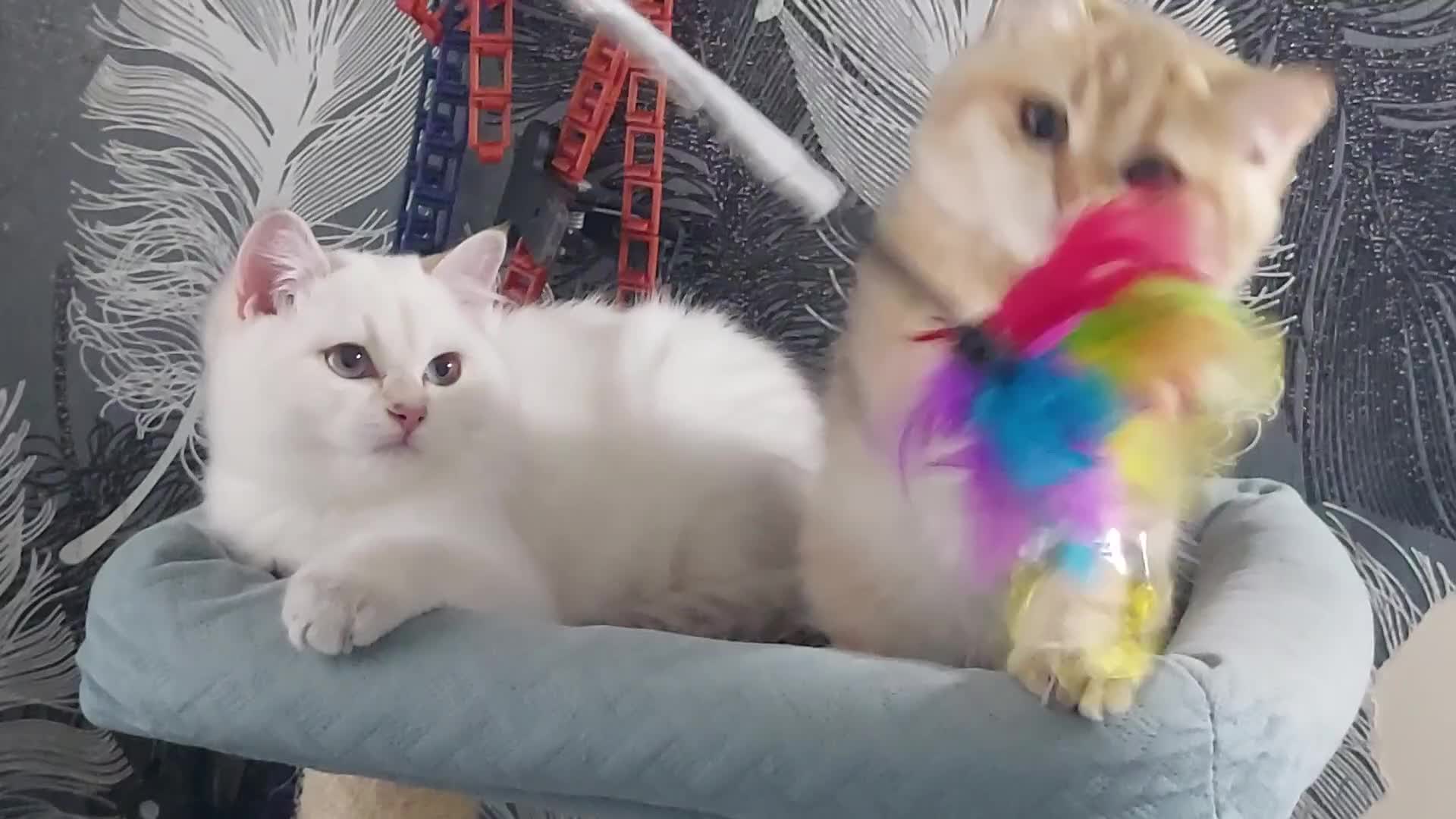 British Shorthair cats for sale: Golden British shorthair Pedigree Neutered  - Video 3