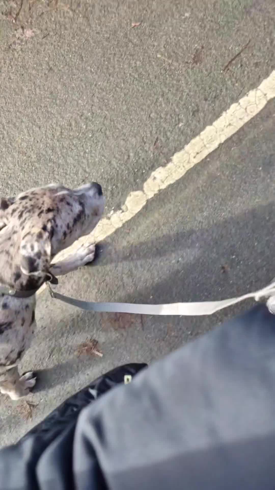 Mixed Breed dogs for sale: 14 month merle mastiff  - Video 1