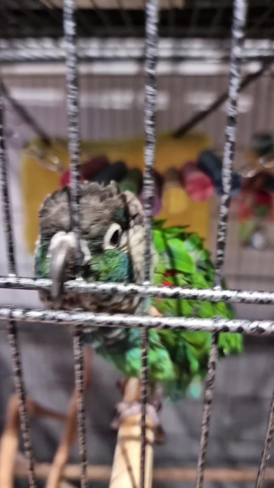 Conures birds for sale: Pearly conure, pair, dna papers  - Video 1