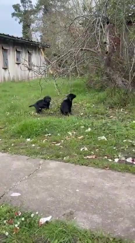 Labrador Retriever dogs for sale: Stunning Black Labrador Puppies – Working Stock in Norwich - Video 1