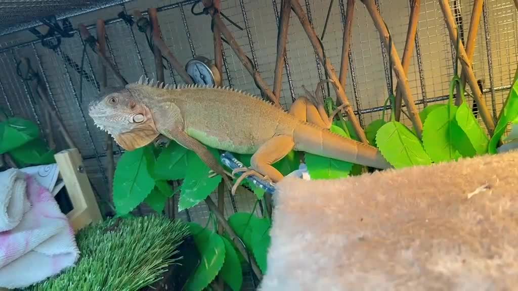 Iguana reptiles for sale: Iguana  in Manchester - Video 1