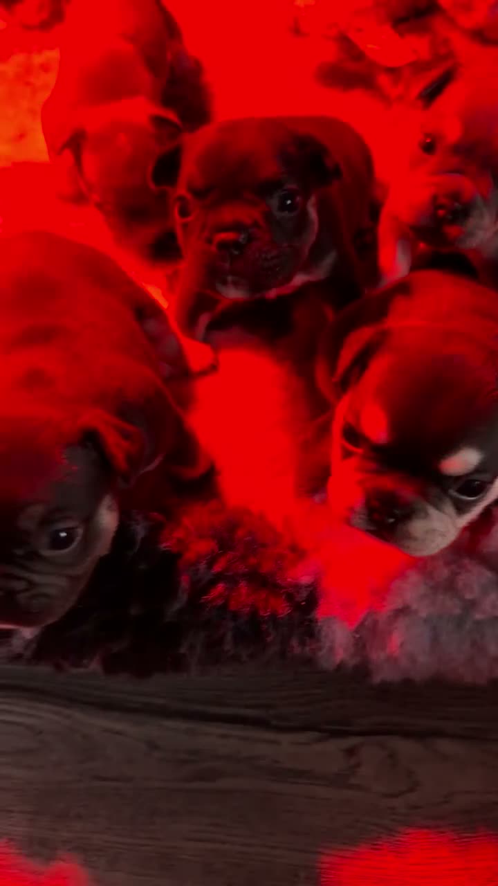French Bulldog dogs for sale: 8 Beautiful French Bulldog Pups – 5 Girls & 3 Boys in Huddersfield - Video 2