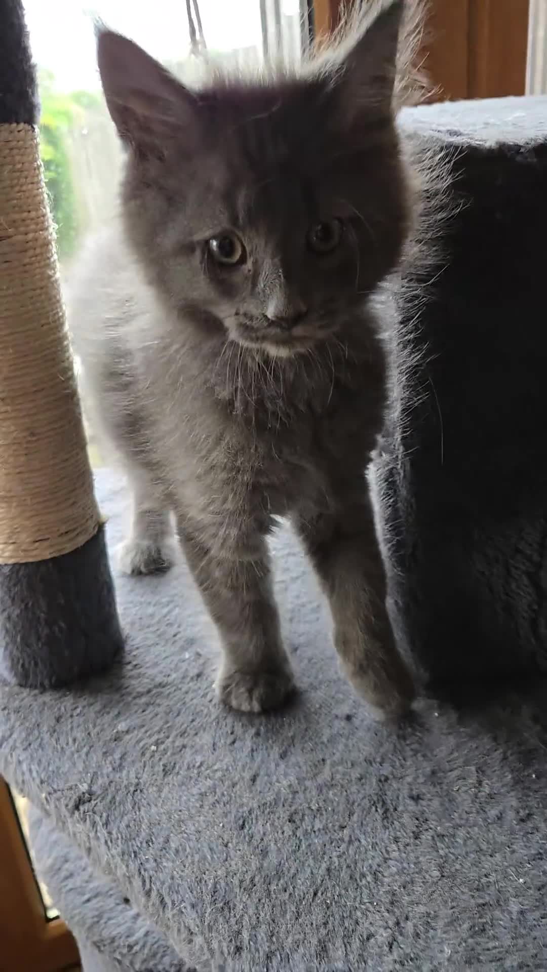 Maine Coon cats for sale: GCCF Blue Maine Coon litter ready to go - Video 1