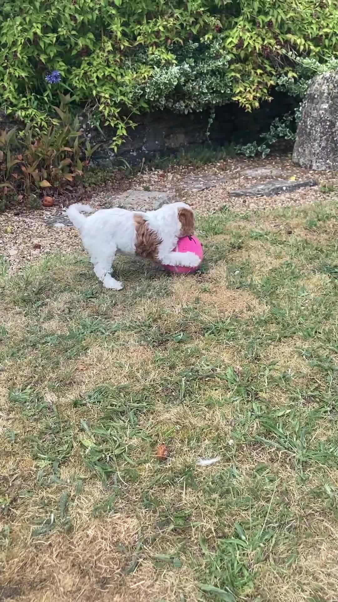 Cavapoo dogs for sale: 8 week old Cavapoo girl - Video 1