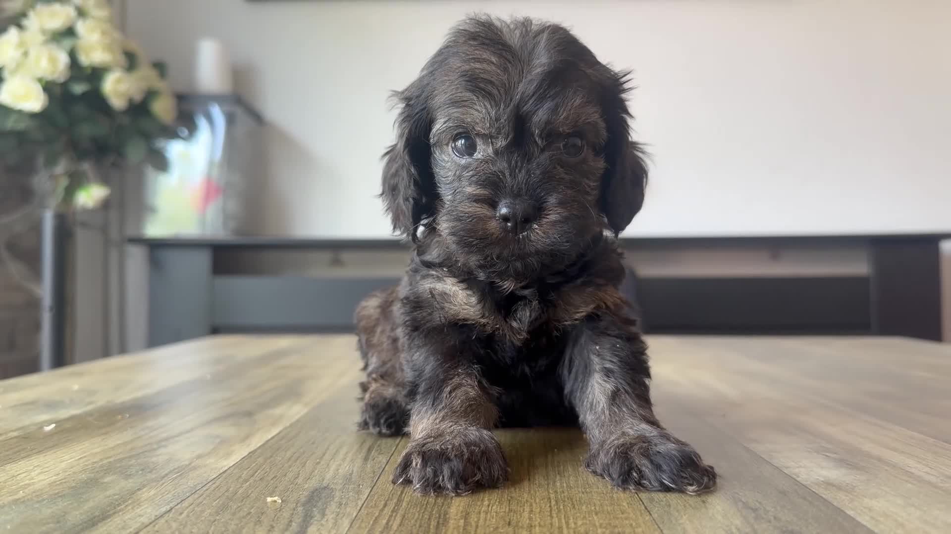 Cockapoo dogs for sale: 2 left boys!!! health tested cockapoo - Video 2