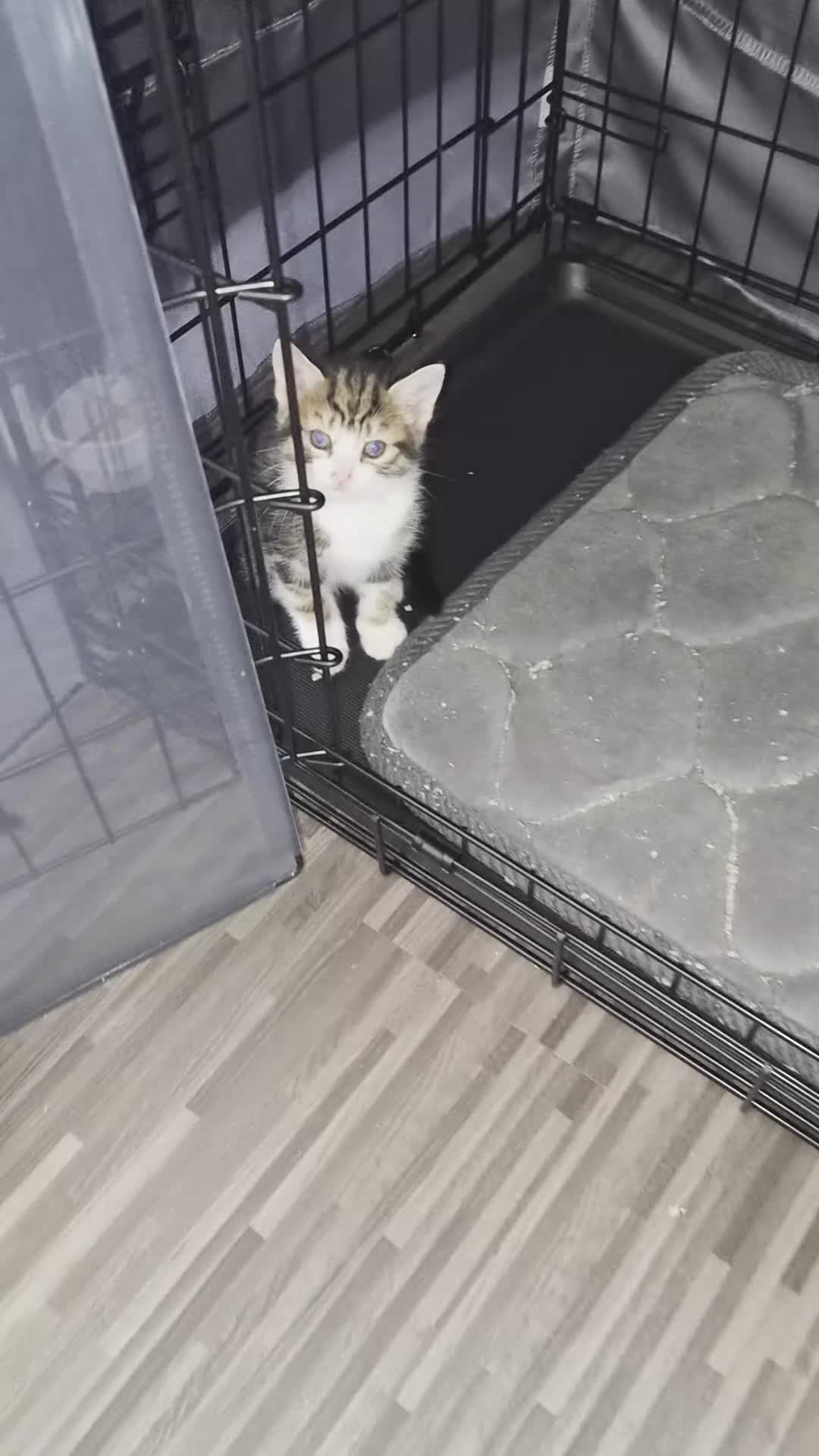 Mixed Breed cats for sale: Norwegian Forest Cat X Kittens  - Video 2