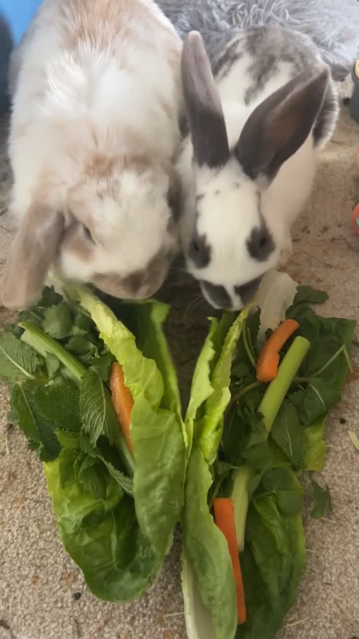 English Spot rabbits for sale: Bunnies for sale - Video 2