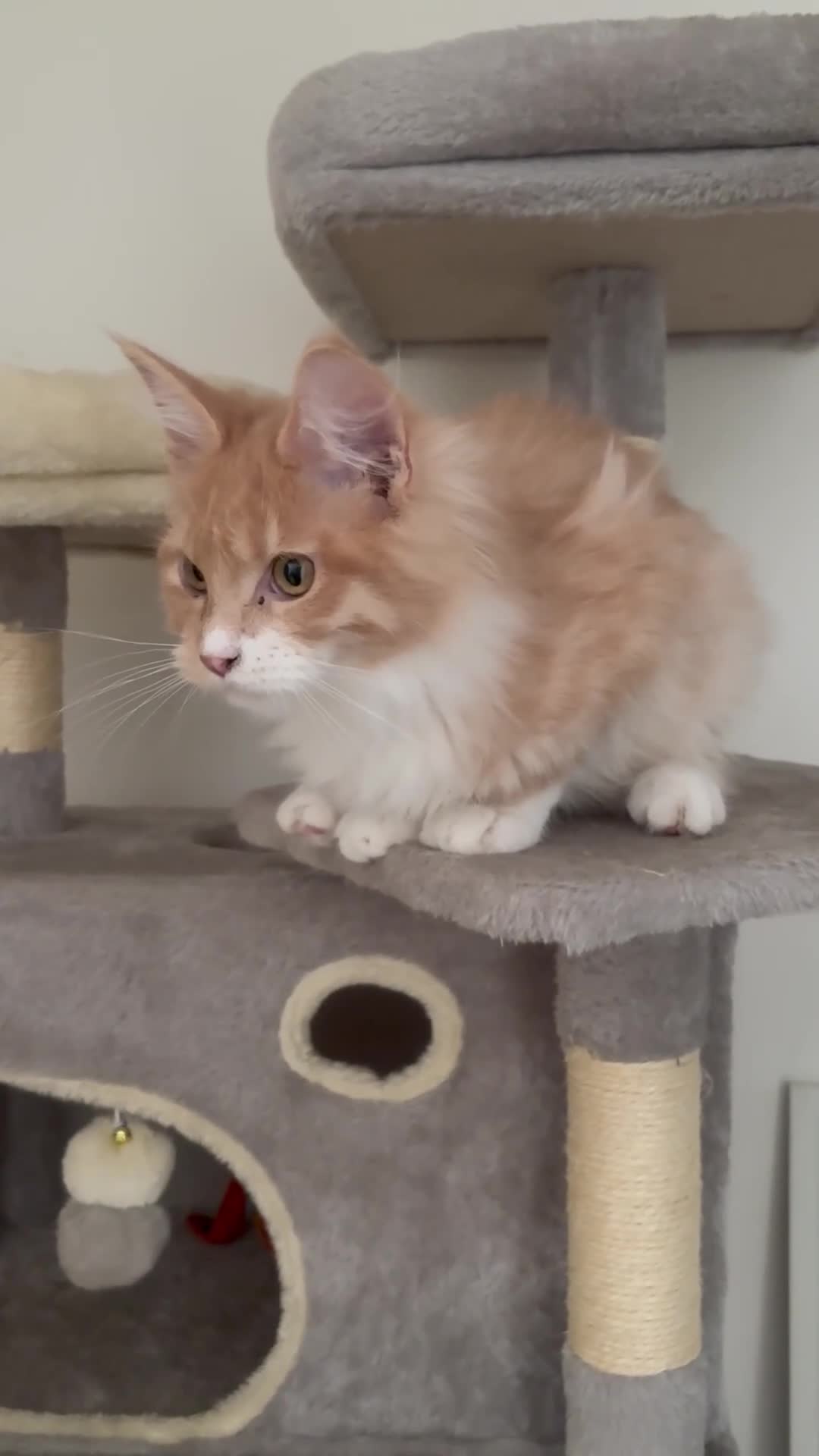 Maine Coon cats for sale: Pedigree Maine coon - Video 1