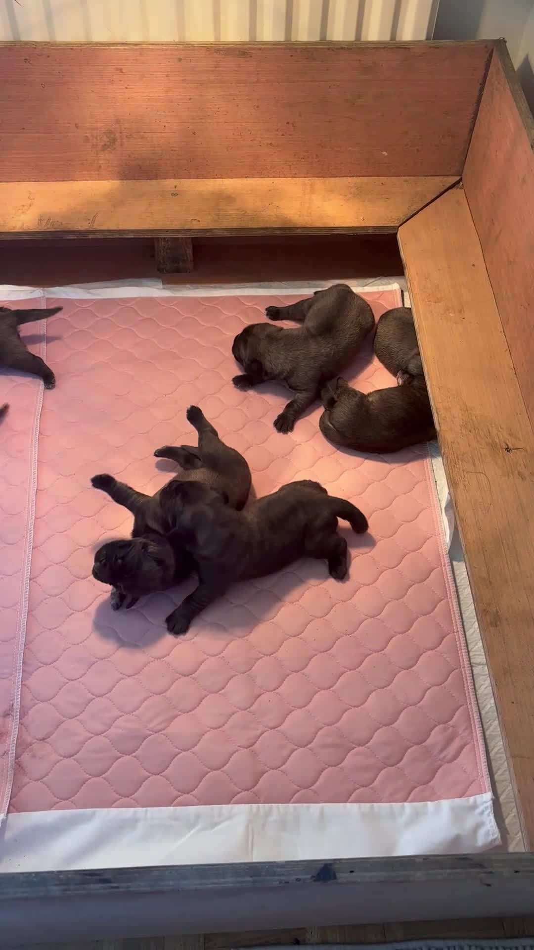 Mastiff dogs for sale: Kc registered old English mastiff puppies - Video 1