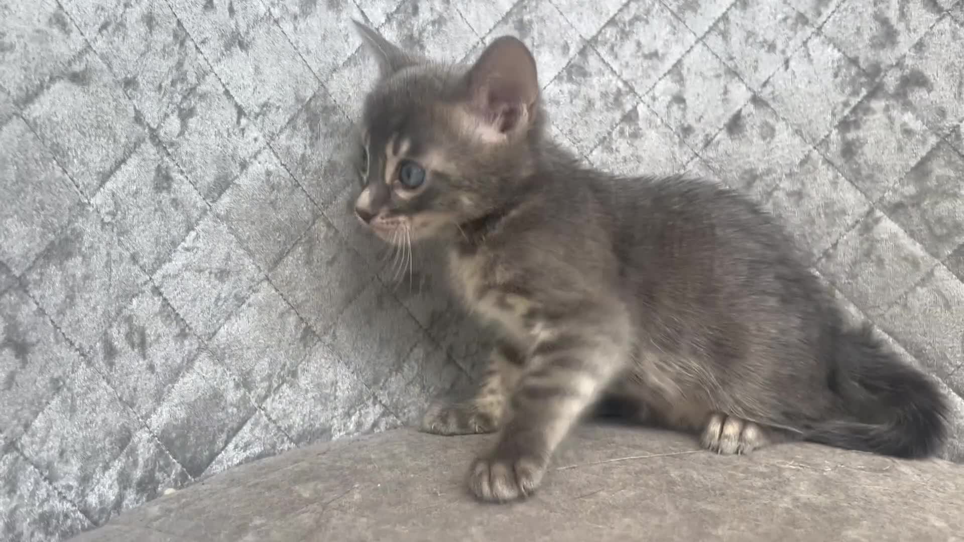 Bengal cats for sale: Female Blue & Black Smoke TICA Bengal kittens  - Video 2