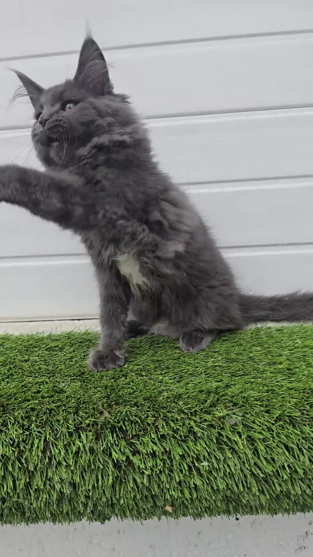 Maine Coon cats for sale: Beautiful gccf pet registered maine coon babies  - Video 3