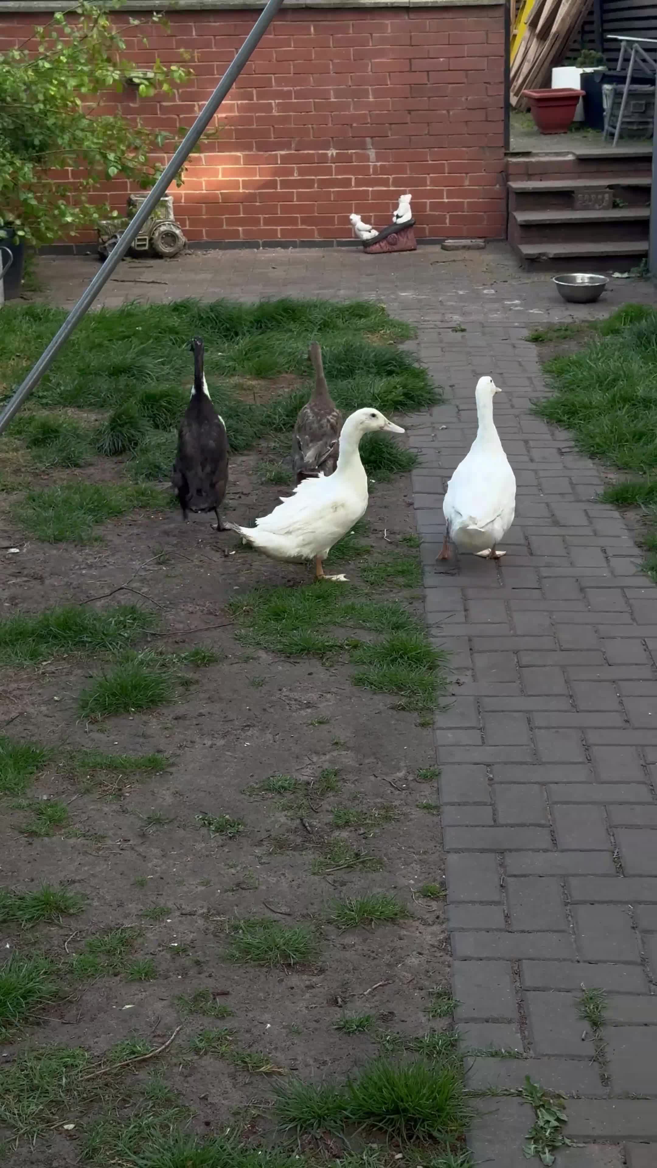 Ducks poultry for sale: Ducks Pekins /indian runners - Video 1