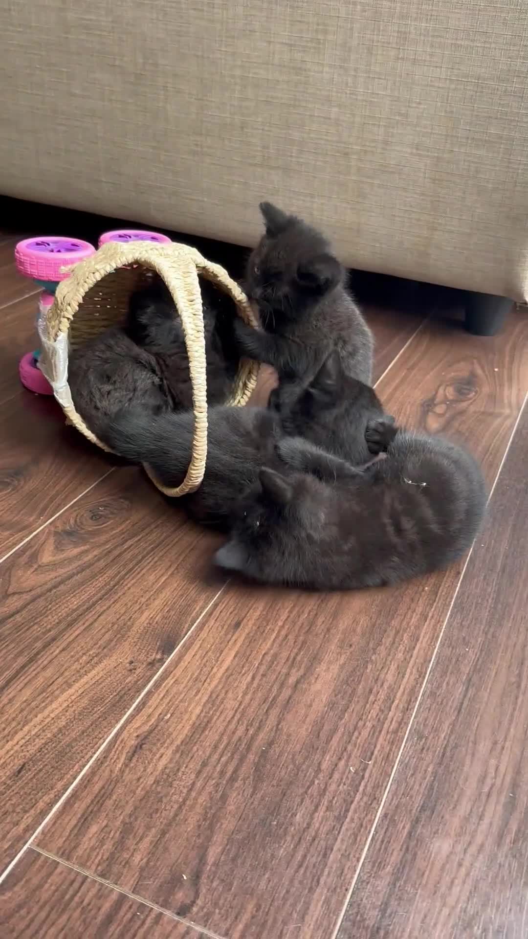 British Shorthair cats for sale: 🐾Beautiful Black British Shorthair Cross Kittens in Letchworth Garden City - Video 3