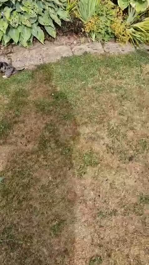Miniature Dachshund dogs for sale: Beautiful Dachshund Puppies for Sale - Video 1