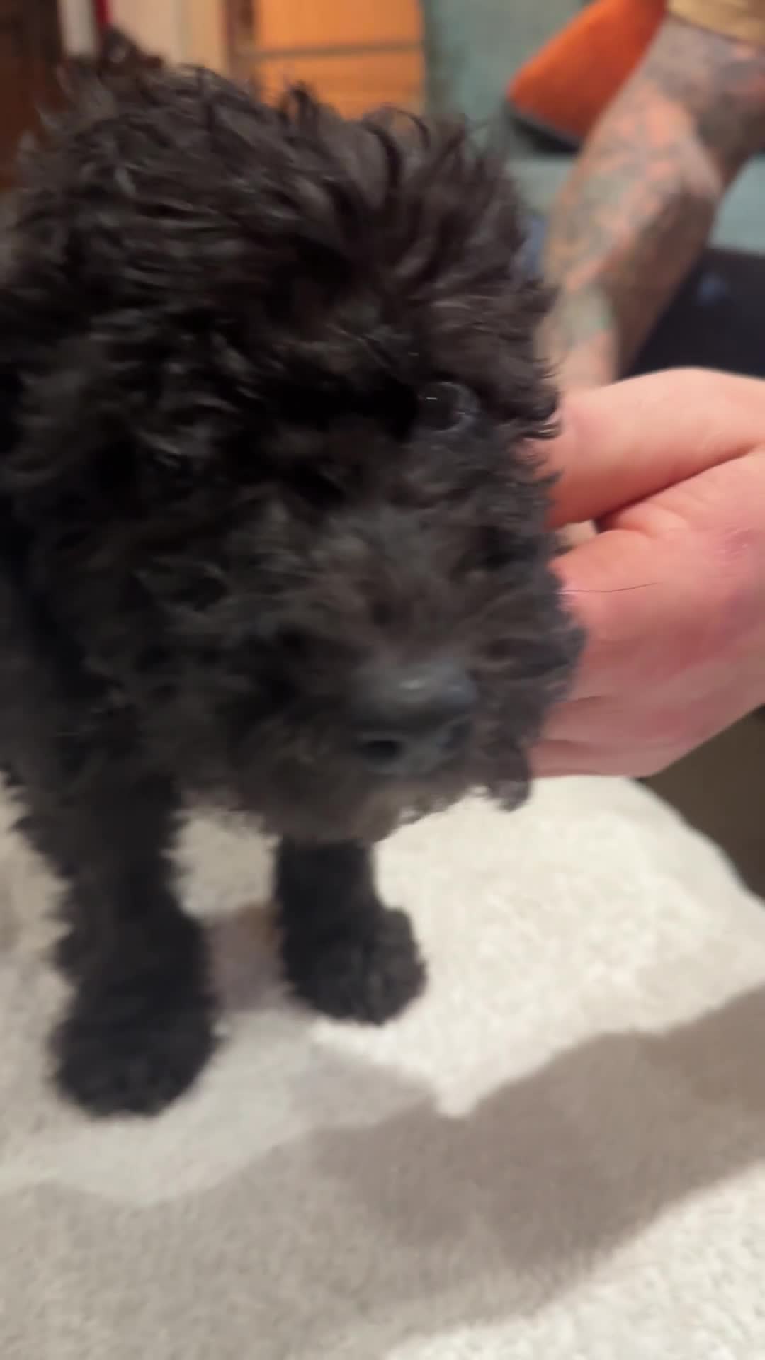 Bedlington Terrier dogs for sale: Exceptional KC Registered Bedlington Terrier puppy in Grimsby - Video 1