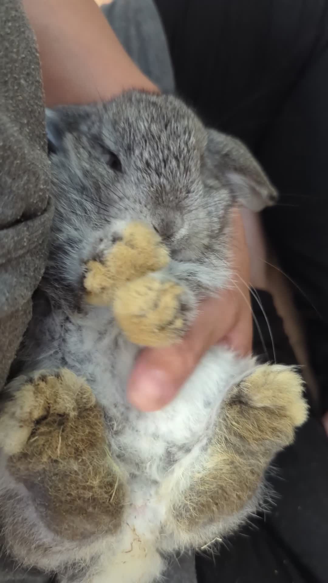 Mini Lop rabbits for sale: Last little boy mini lop  - Video 1