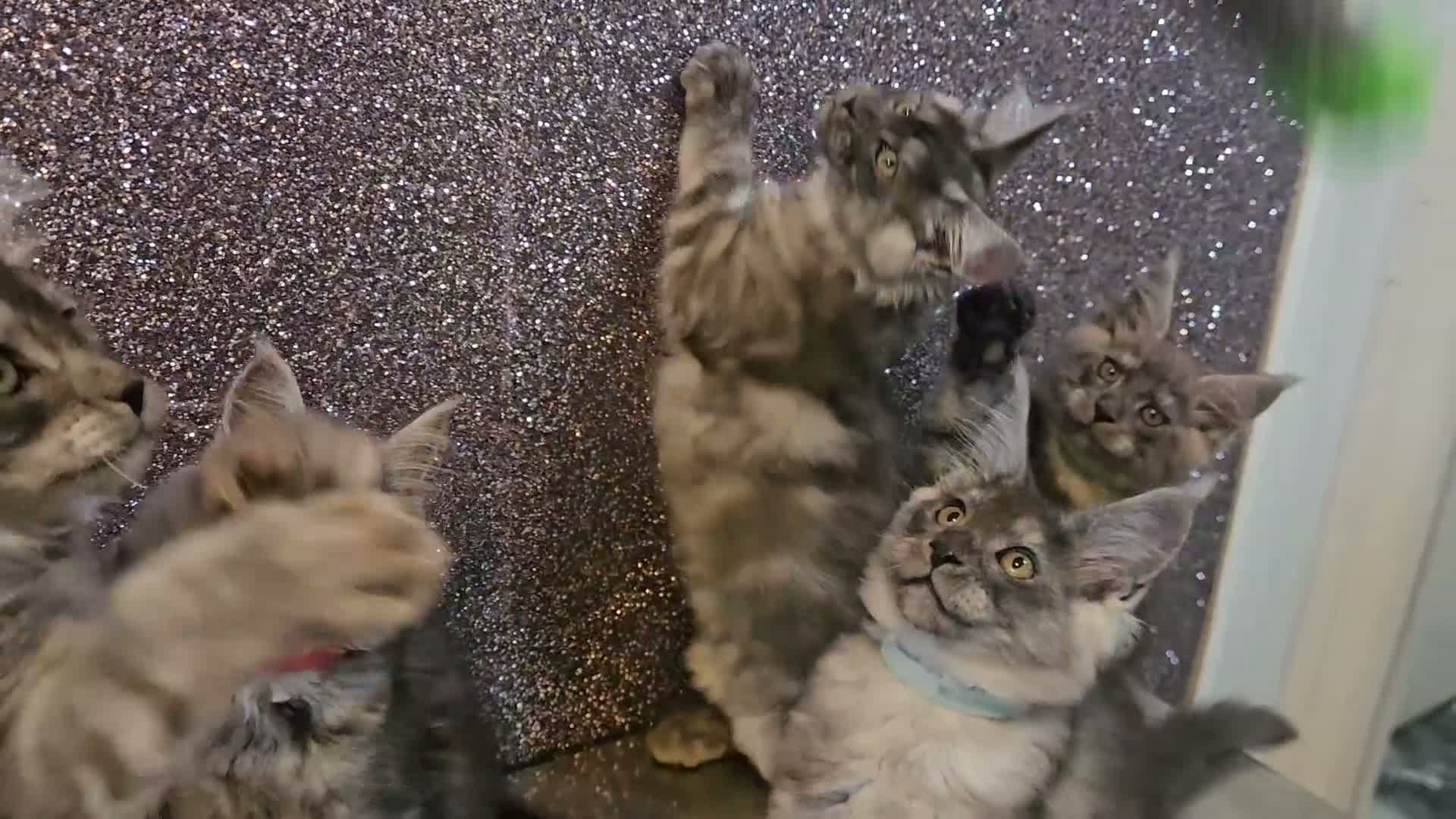 Maine Coon cats for sale: TICA Registered Maine Coon Kittens. - Video 1