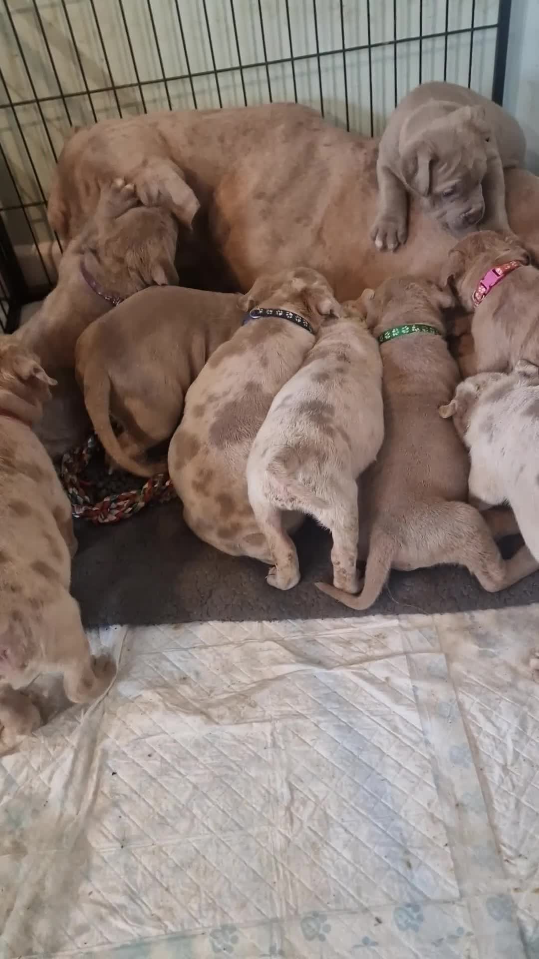 Mastiff dogs for sale: Stunning mastiff puppies - Video 2