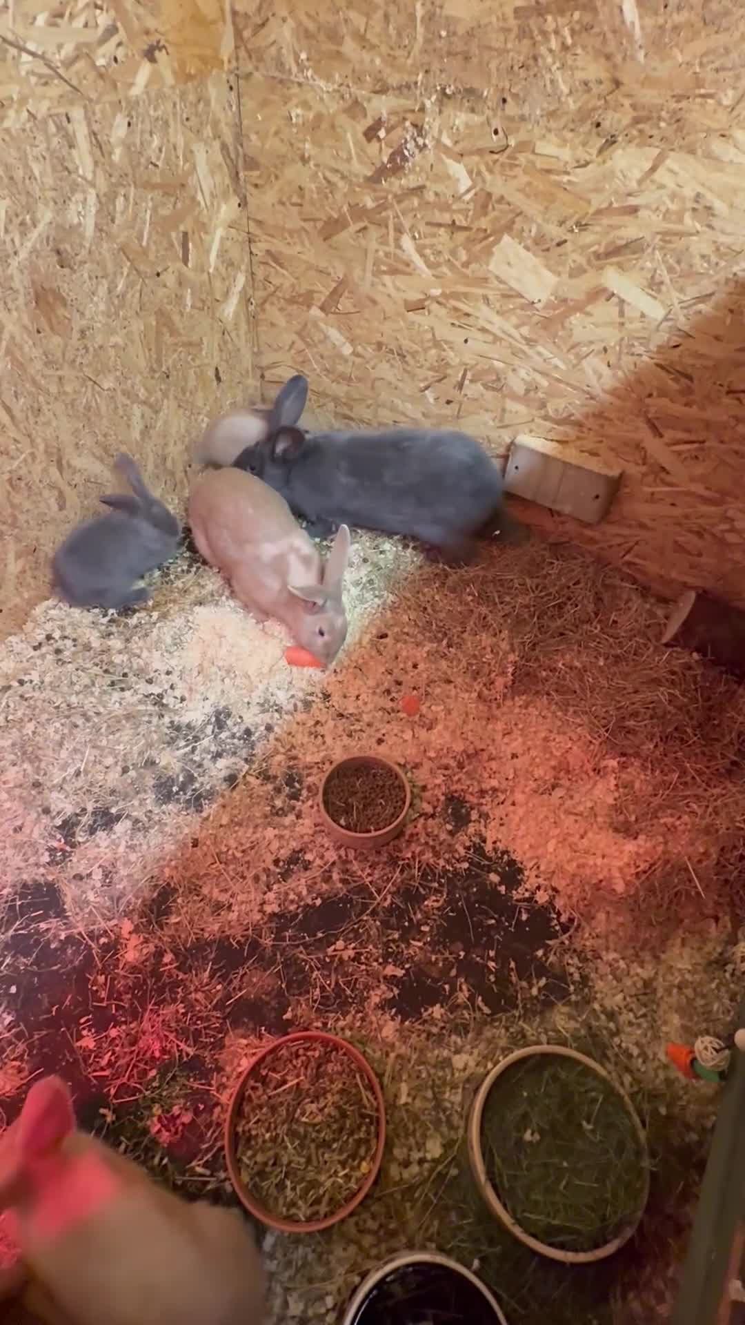 Continental Giant rabbits for sale: Beautiful well handled giant breed baby rabbits - Video 1