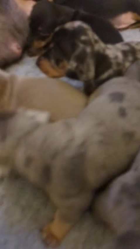 Miniature Dachshund dogs for sale: KC Reg Mini Dachshund Puppies –Loving Homes Only!  - Video 3