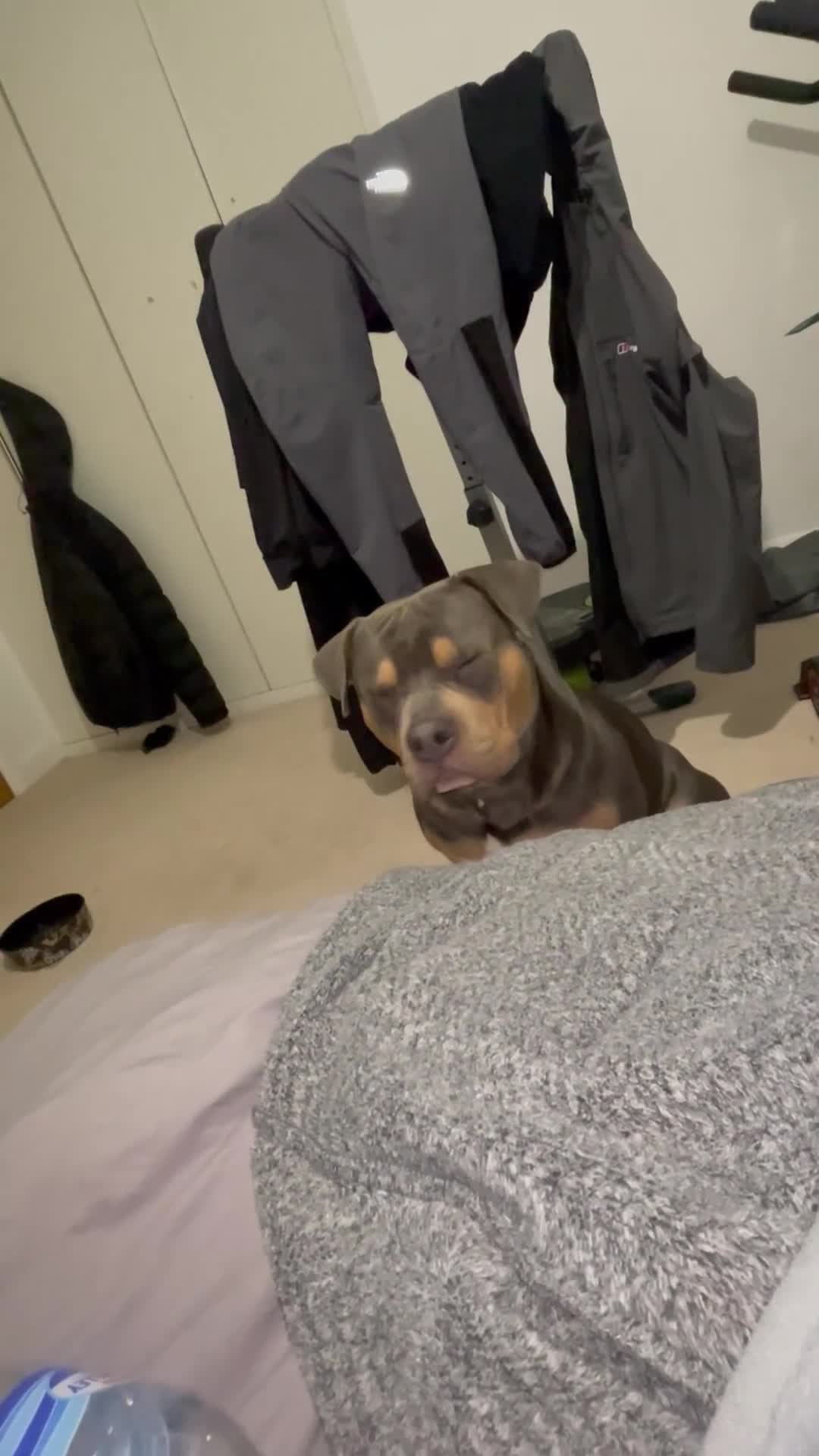 Mixed Breed dogs for sale: American Bully/ Blue American Staffordshire  - Video 2