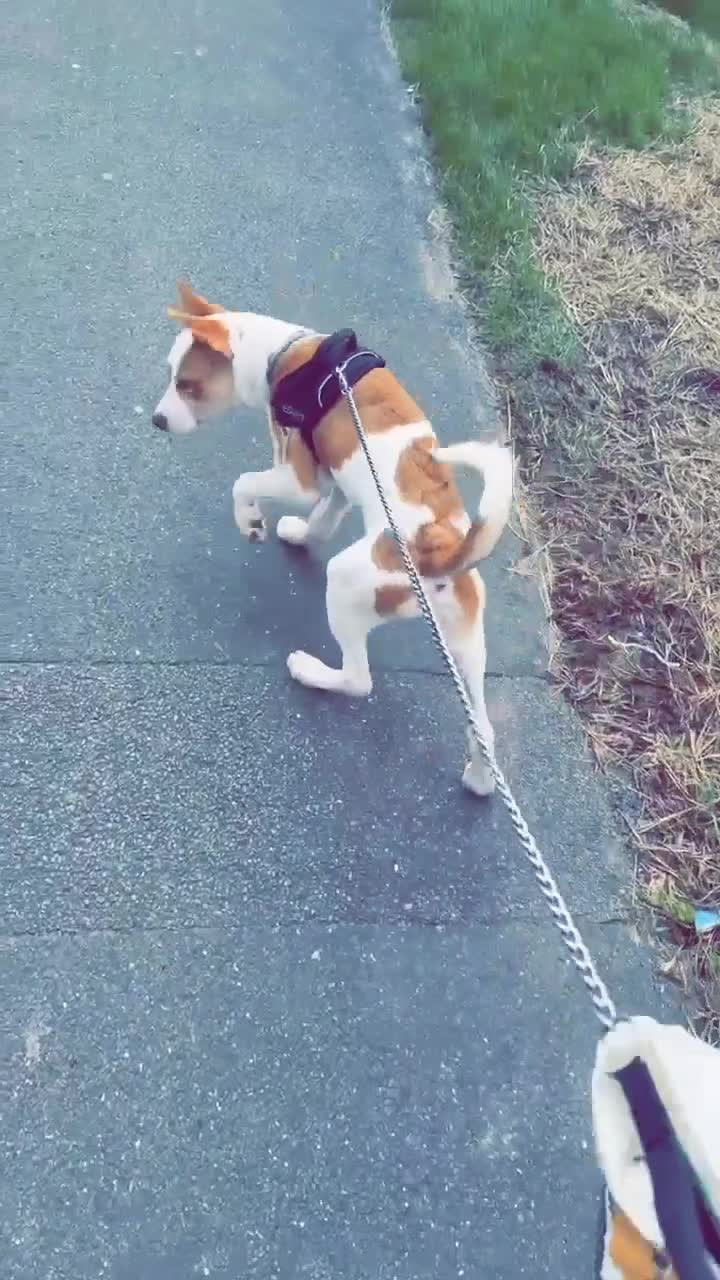 Mixed Breed dogs for sale: American bully cross  in Southall - Video 2