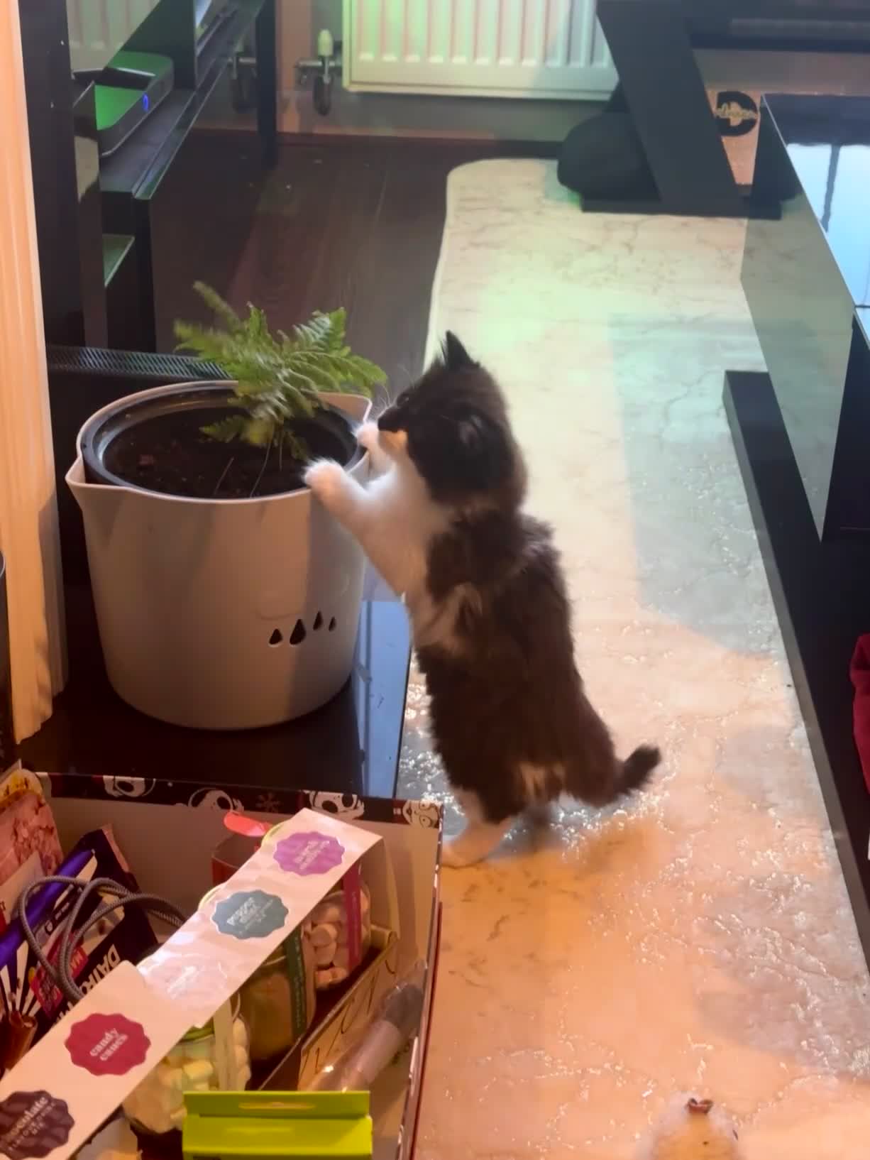 Mixed Breed cats for sale: Two Adorable Kittens Ready For New Home - Video 1