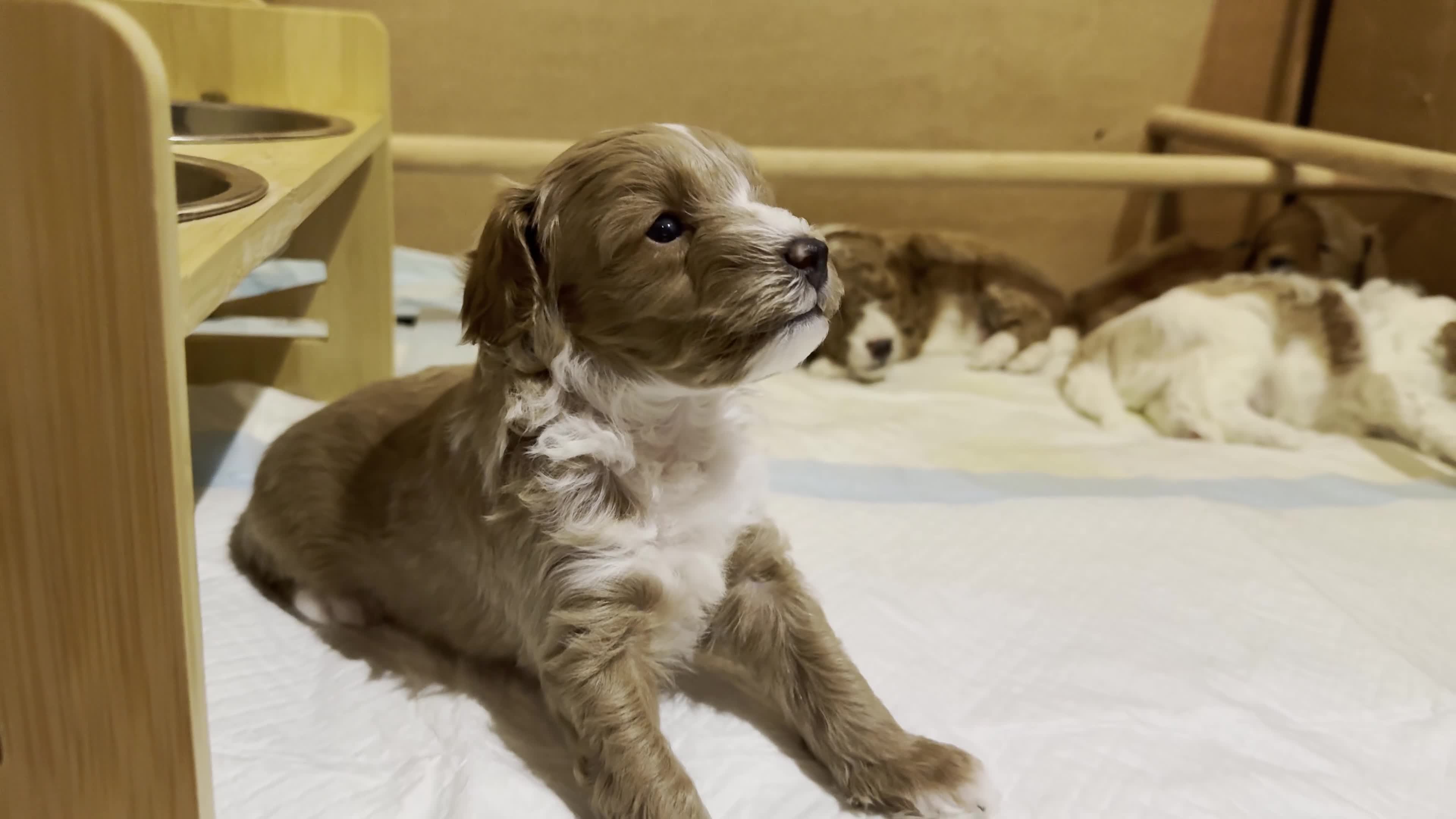 Cockapoo dogs for sale: Toy Poodle x Cockapoo Puppies Family Raised in Hayes - Video 2