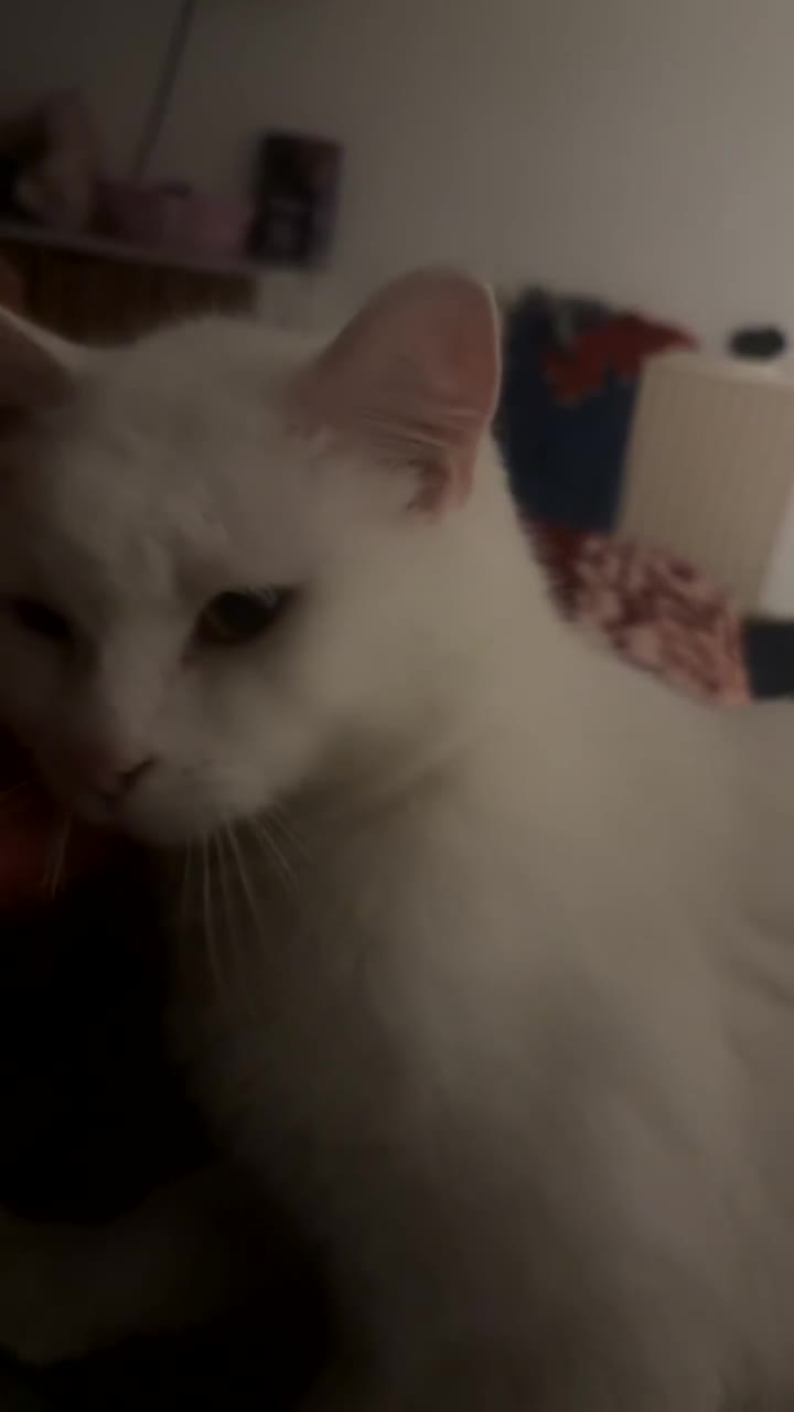 Domestic Shorthair cats for sale: free male cat 1yr 3 months  - Video 1