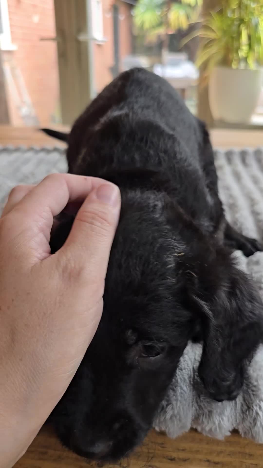 Labradoodle dogs for sale: 4 Gorgeous Fluffy Labradoodle girls - Video 1