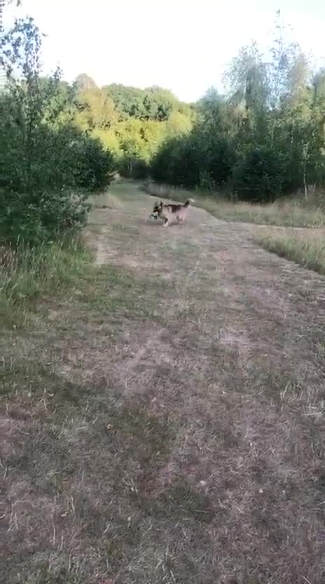 German Shepherd dogs for sale: Big bouncy GSD - Video 4