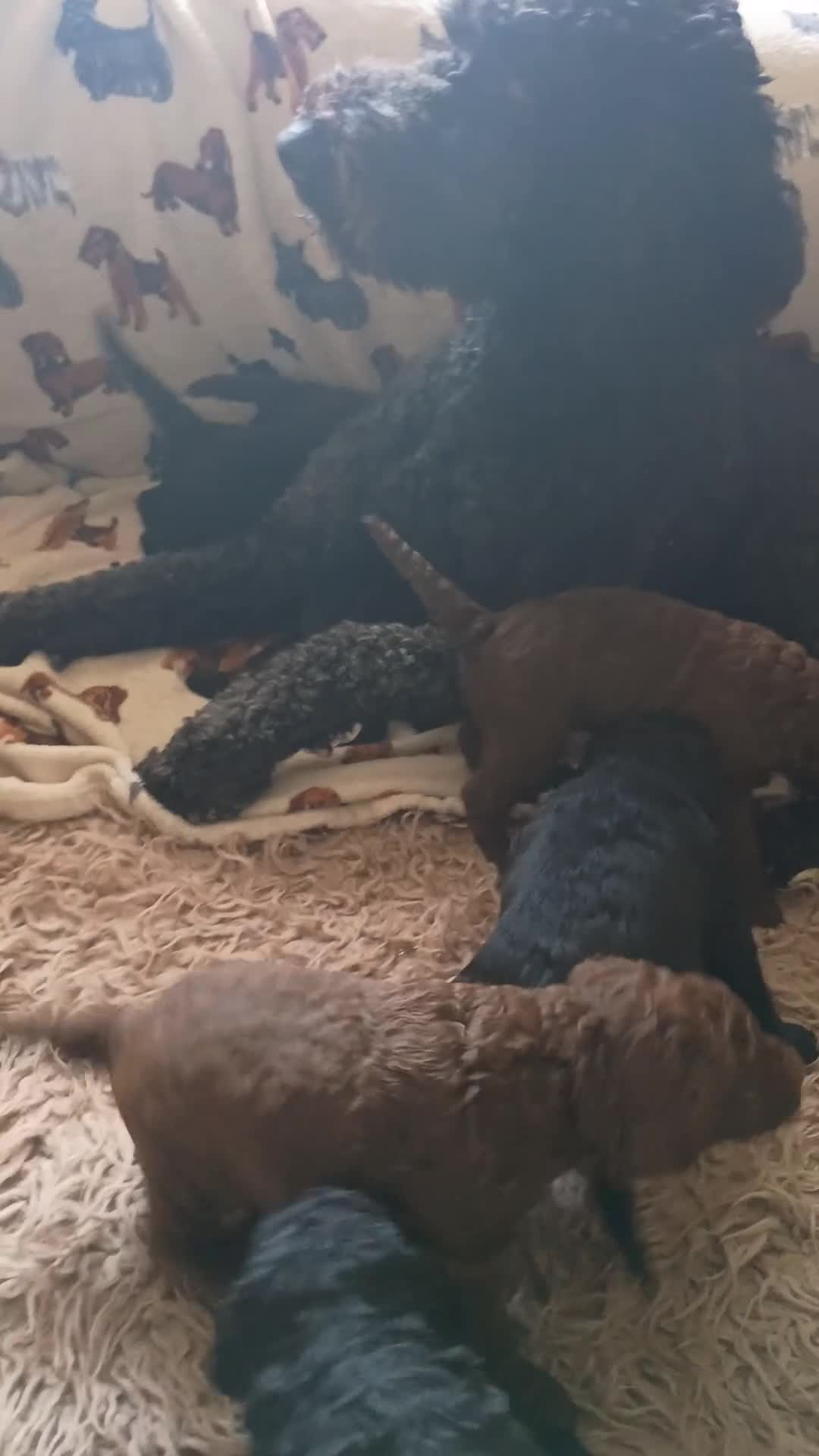 Mixed Breed dogs for sale: Beautiful Poodle Puppies 🩷 - Video 2