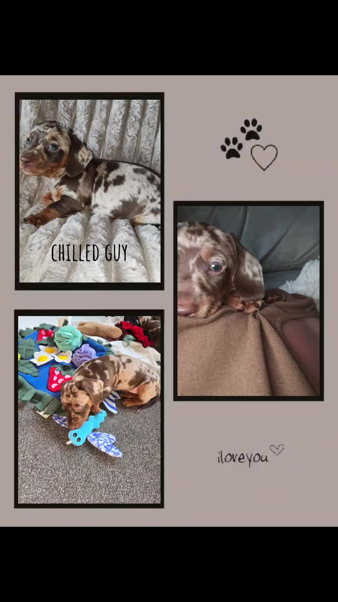 Miniature Dachshund dogs for sale: Miniature Dachshund 1 female left  - Video 1