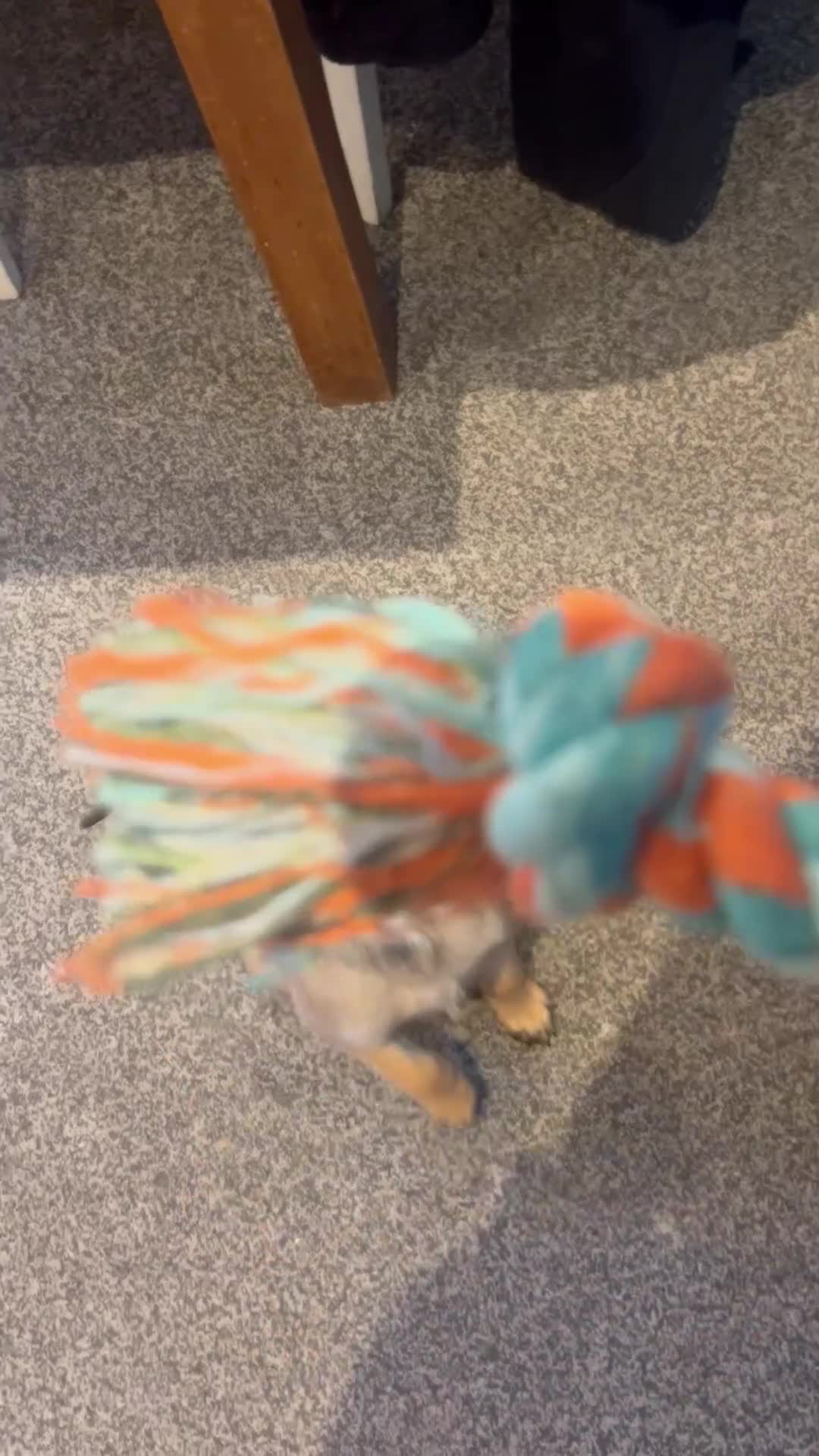 Belgian Shepherd Dog dogs for sale: LOLA - 15wk Belgian Malinois - Video 1