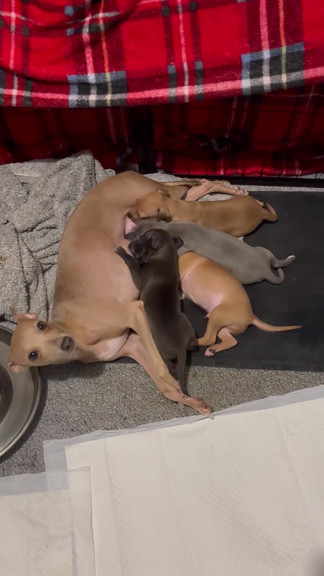 Italian Greyhound dogs for sale: 3 Italian greyhound puppies  - Video 1